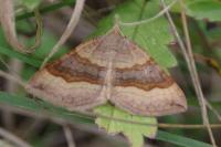 Scotopteryx chenopodiata
