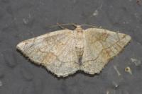 Stegania trimaculata