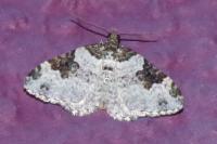 Xanthorhoe fluctuata