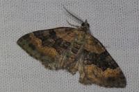 Xanthorhoe quadrifasiata