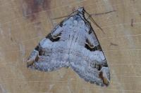 Aplocera praeformata