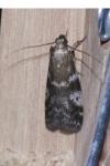 Assara terebrella