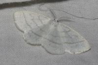 Cabera pusaria