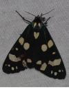 Callimorpha dominula
