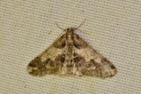 Agriopis leucophaearia