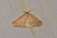 Phigaliohybernia marginaria