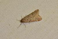 Alsophila aescularia