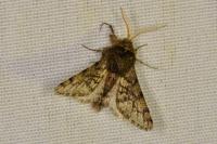 Apocheima hispidaria
