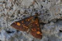Pyrausta aurata