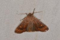 Eupsilia transversa