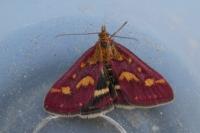 Pyrausta purpuralis