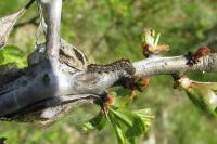 Euproctis chrysorrhoea