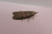 Aphomia sociella