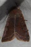 Orthosia incerta