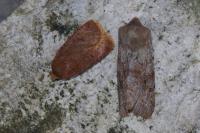 Orthosia incerta