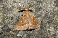Lasiocampa trifolii trifolii