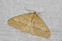 Phigaliohybernia marginaria