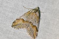 Chesias rufata rufata