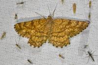 Ematurga atomaria