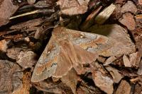 Dendrolimus pini pini