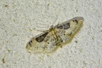 Idaea filicata