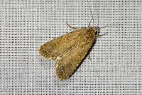 Spodoptera exigua