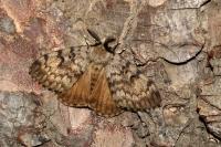 Lymantria dispar
