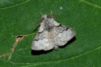 Trichiura crataegi