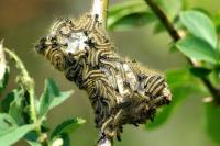 Malacosoma neustria