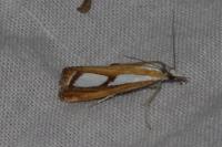Catoptria gr. permutatellus