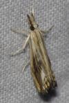 Catoptria verellus