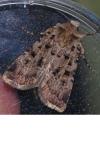Chersotis multangula