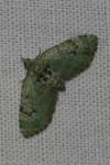 Chloroclystis v-ata
