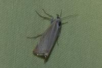 Chrysoteuchia culmella