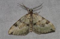 Colostygia pectinataria