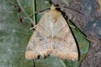 Cosmia trapezina