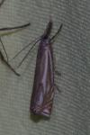 Crambus lathoniellus
