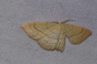 Cyclophora linearia