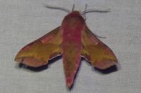 Deilephila porcellus