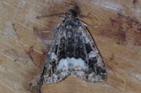 Deltote pygarga