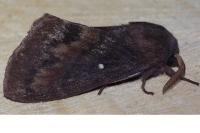 Dendrolimus pini pini