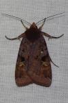 Diarsia brunnea