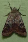 Diarsia mendica