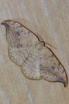 Drepana falcataria