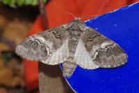 Drymonia querna