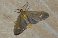 Dysauxes ancilla