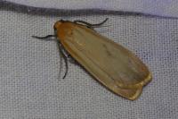 Katha depressa