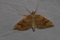 Eulithis populata