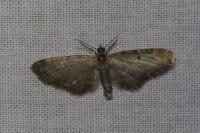Eupithecia