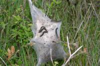 Eriogaster lanestris